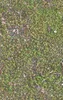Forest Floor Moss Texture Tough Case for iPhone design — aerial close-up photograph of vivid green moss covering forest