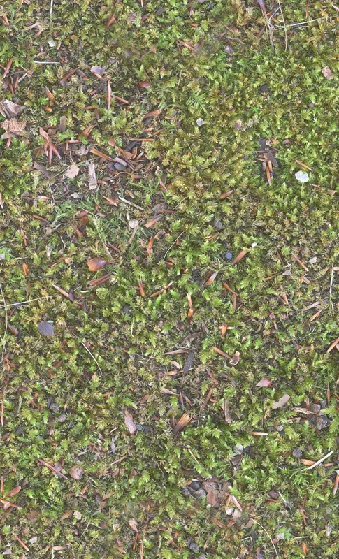 Forest Floor Moss Tough Case for Samsung design — top-down view of dense green moss covered with scattered pine needles