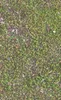 Forest Floor Moss Tough Case for Samsung design — top-down view of dense green moss covered with scattered pine needles